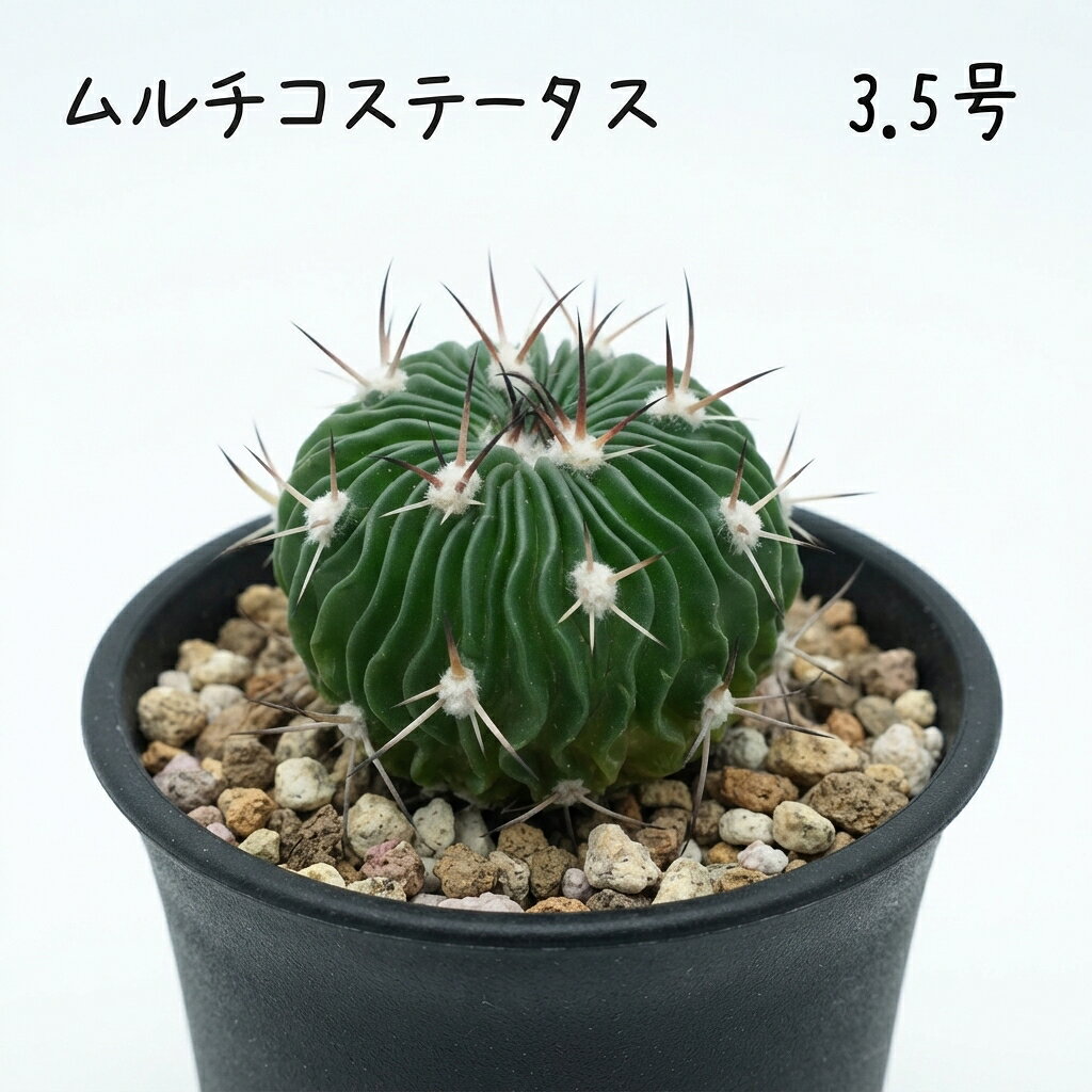 楽天市場】サボテン 棘（観葉植物｜花・観葉植物）：花・ガーデン・DIY