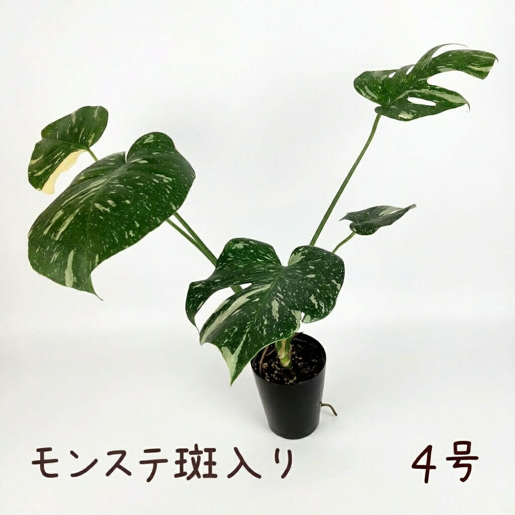 楽天市場】モンステラ・斑入りの通販