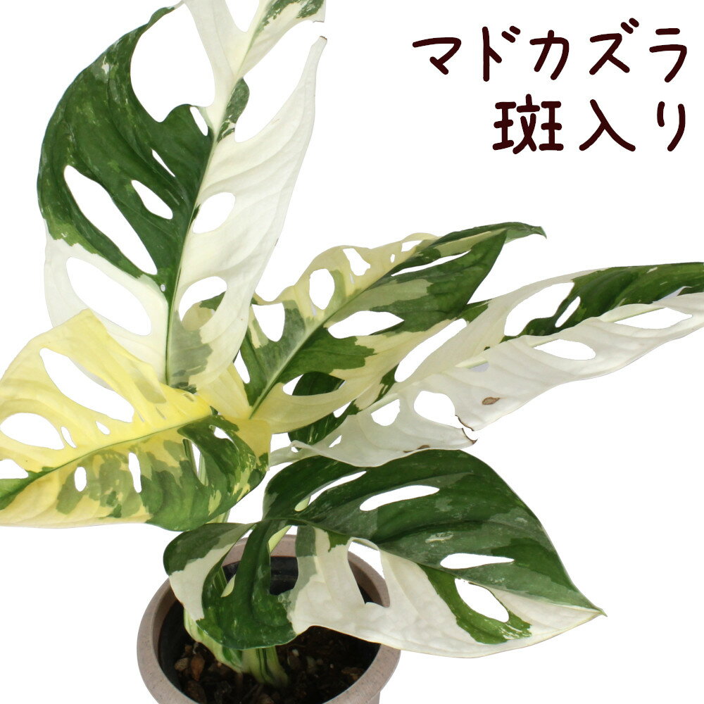 楽天プランツ フルル斑入り マドカズラ 4号【観葉植物 おしゃれ 小さい インテリア グリーン 4寸 室内 小さい プレゼント ギフト 贈り物 新生活 鉢植え 卓上 デスク 棚置き 希少 レア品種 玄関 リビング 限定品 現品のみ 現物限り 一品物 ミニ】送料無料（北海道・沖縄・離島除く）