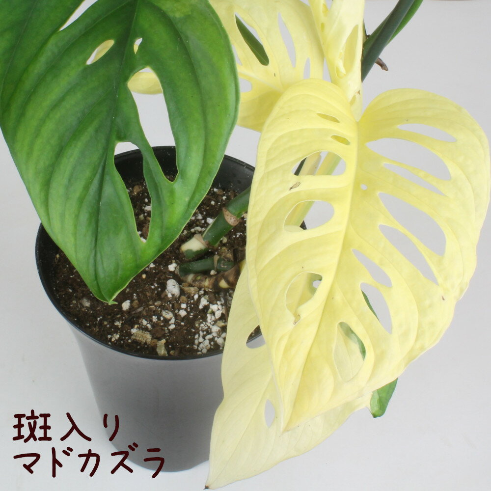 斑入り マドカズラ 6号【観葉植物 おしゃれ 小さい インテリア グリーン 6寸 室内 プレゼント ギフト 贈り物 新生活 父の日 母の日 希少 レア品種 玄関 リビング 限定品 現品のみ 現物限り 一品物 リビング ベランダ ガーデニング】送料無料（北海道・沖縄・離島除く）