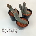 松笠うちわ 3号【観葉植物 サボテン 多肉植物 ドライガーデン インテリア グリーン おしゃれ かわいい 新生活 ギフト プレゼント 3寸 ミニ】