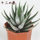 ハオルチア 十二の巻 2.5号【観葉植物 多肉植物 インテリア グリーン 小さい おしゃれ かわいい ゼブラ模様 卓上 デスク 棚置き 鉢植え 新生活 ギフト 誕生日 プレゼント シマシマ 2.5寸 ミニ シマシマゼブラ ベランダ ガーデニング】送料無料（北海道・沖縄・離島除く）