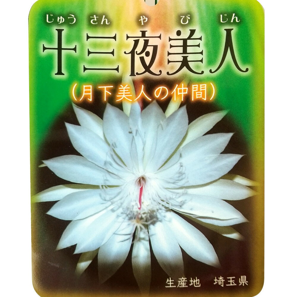 月下美人・十三夜美人 5号 花無し・開花見込み【サボテン 多肉植物 白い花 花鉢 おしゃれ グリーン ギフト プレゼント 5寸 鉢植え 植物 ゲッカビジン】【 近縁種：クジャクサボテン 孔雀サボテン】送料無料（北海道・沖縄・離島除く）