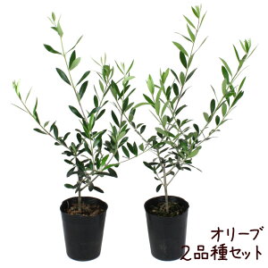 オリーブ 3.5号 ポット苗 2品種セット【苗木 常緑 高木 観葉植物 地植え アスコランド ルッカ シプレシーノ ガーデニング 庭木 庭植え 育てやすい 初心者】送料無料（北海道・沖縄・離島除く）