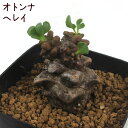 オトンナ・ヘレイ 2.5号【蛮鬼塔 ヘレー バンキトウ 観葉植物 多肉植物 根塊植物 塊根植物 インテリア グリーン 卓上 デスク テーブル おしゃれ かわいい...