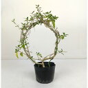 オリーブ リース仕立て(だったもの) 3号【アウトレット 訳あり わけあり 観葉植物 3寸 おしゃれ 新生活 グリーン 庭木 ベランダ ガーデニング】