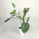 フィロデンドロン・シルバーメタル 4号【アウトレット 訳あり わけあり 現品 現品限り 観葉植物 4寸 おしゃれ 新生活 インテリア 室内 かわいい 鉢植え 育...