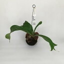 訳ありコウモリラン 苔玉吊り【アウトレット 訳あり わけあり 現品 在庫限り 観葉植物 おしゃれ 新生活 インテリア 室内 かわいい 珍しい レア 常緑 ビカク...