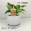 ポトス・ゴールデン 4号白陶器鉢【観葉植物 4寸 インテリア グリーン おしゃれ 新生活 インテリア ギフト プレゼント 初心者 ツル植物 ツル性植物 育てやす...