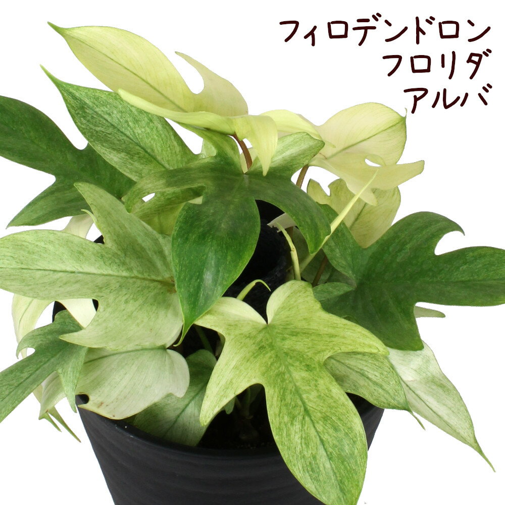 フィロデンドロン・フロリダ・アルバ 7号【観葉植物 カラーリーフ 7寸 おしゃれ インテリア グリーン モダン かわいい きれい 葉 新生活 レア 珍しい 希少 室内 鉢植え 現品のみ ギフト プレゼント 引越し祝い】送料無料（北海道・沖縄・離島除く）のサムネイル