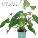 フィロデンドロン・ホワイトプリンセス 5号 吊り【白 斑入り 観葉植物 ホワイト カラーリーフ 5寸 おしゃれ インテリア グリーン モダン かわいい きれい ...