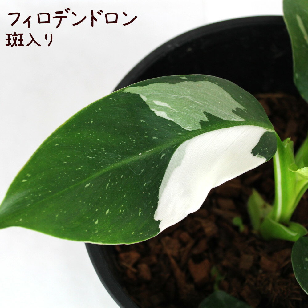フィロデンドロン・ホワイトウィザード 7号【観葉植物 ホワイト カラーリーフ 7寸 おしゃれ インテリア グリーン モダン かわいい きれい 葉 新生活 レア 珍しい 希少 室内 鉢植え 斑入り 現品のみ】送料無料（北海道・沖縄・離島除く）のサムネイル