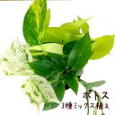 ポトス 3種ミックス植え 5号【観葉植物 5寸 インテリア グリーン おしゃれ 新生活 インテリア ギフト プレゼント 移転祝い ツル植物 ツル性植物 室内 品...