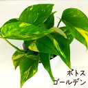 ポトス・ゴールデン 3号【観葉植物 3寸 インテリア グリーン おしゃれ 新生活 インテリア ギフト プレゼント 初心者 ツル植物 ツル性植物 育てやすい 室内...