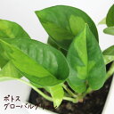 ポトス・グローバルグリーン 3号【観葉植物 3寸 インテリア グリーン おしゃれ 新生活 ギフト プレゼント 初心者 ツル植物 ツル性植物 育てやすい 室内 迷...