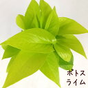 ポトス・ライム 3号【観葉植物 3寸 インテリア グリーン おしゃれ 新生活 インテリア ギフト プレゼント 初心者 ツル植物 ツル性植物 育てやすい 室内 ミ...