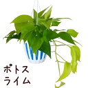 ポトス・ライム 5号 吊り鉢【観葉植物 5寸 インテリア グリーン おしゃれ 新生活 インテリア ギフト プレゼント 移転祝い ツル植物 ツル性植物 室内 ハン...