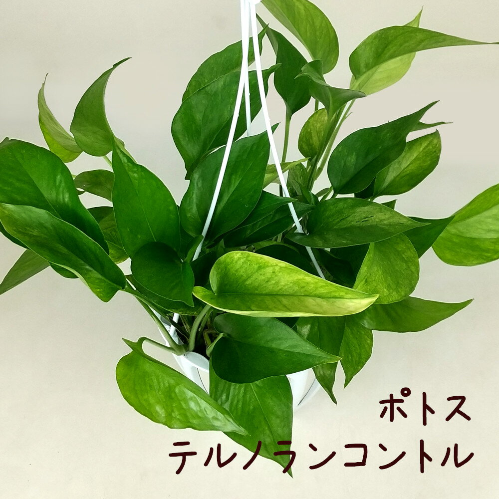ポトス・テルノランコントル 5号 吊り【観葉植物 5寸 インテリア グリーン おしゃれ 新生活 インテリア ギフト プレゼント 移転祝い ツル植物 ツル性植物 室内 品種 リビング レア品種 珍しい 希少 ハンギング 吊り鉢】送料無料（北海道・沖縄・離島除く）