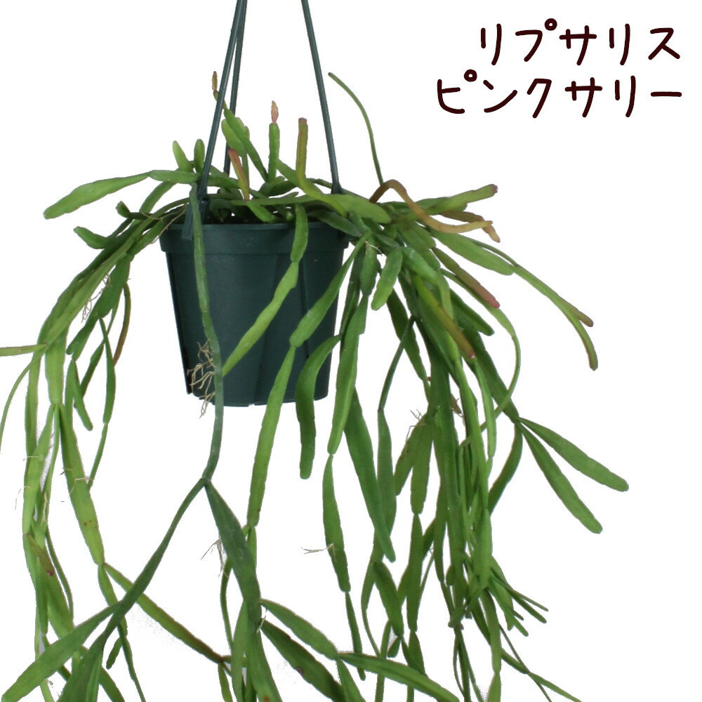リプサリス・ピンクサリー 吊り【観葉植物 4号 3.5号 おしゃれ 新生活 インテリア ギフト プレゼント 室内 かわいい ハンギング 珍しい レア 吊り下げ 鉢植え 常緑 吊り鉢 多肉植物 サボテン 吊るす ミニ 森林サボテン】送料無料（北海道・沖縄・離島除く）のサムネイル