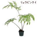 シダ リュウビンタイ 4号【観葉植物 シダ シダ植物 和風 和モダン おしゃれ インテリア グリーン 室内 プレゼント ギフト 贈り物 新生活 父の日 母の日 龍鱗 納涼 敬老の日 大きめ 棚上 敬老の日 誕生日】送料無料（北海道・沖縄・離島除く）