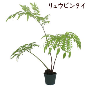 リュウビンタイ 4号【観葉植物 シダ シダ植物 和風 和モダン おしゃれ インテリア グリーン 室内 プレゼント ギフト 贈り物 新生活 父の日 母の日 龍鱗 納涼 敬老の日 大きめ 棚上 敬老の日 誕生日】送料無料（北海道・沖縄・離島除く）