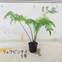 リュウビンタイ 5号【観葉植物 5寸 おしゃれ インテリア グリーン 室内 プレゼント ギフト シダ シダ植物 贈り物 新生活 父の日 母の日 龍鱗 納涼 敬老の日 現品限り 一品物】送料無料(北海道・沖縄・離島除く)