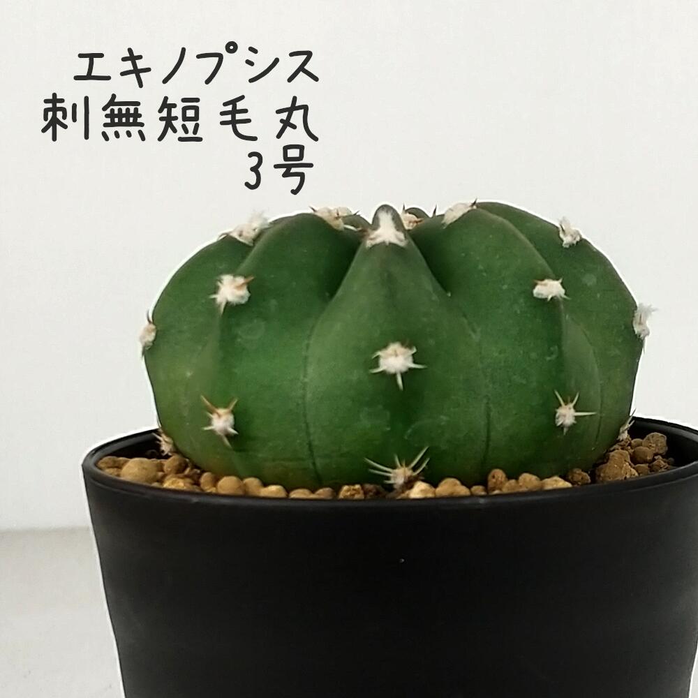 Rakuten - サボテン・エキノプシス・刺無短毛丸 3号【ギムノカリキウム 観葉植物 サボテン 多肉植物 インテリア グリーン 卓上 デスク テーブル おしゃれ かわいい 新生活 ギフト 誕生日 ベランダ ガーデニング プレゼント 仙人掌 棚置き ミニ】