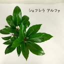 シェフレラアルファ 4号【観葉植物 4寸 おしゃれ 新生活 インテリア グリーン 誕生日 ギフト プレゼント 室内 卓上 棚置き テーブル デスク ミニ かわい...