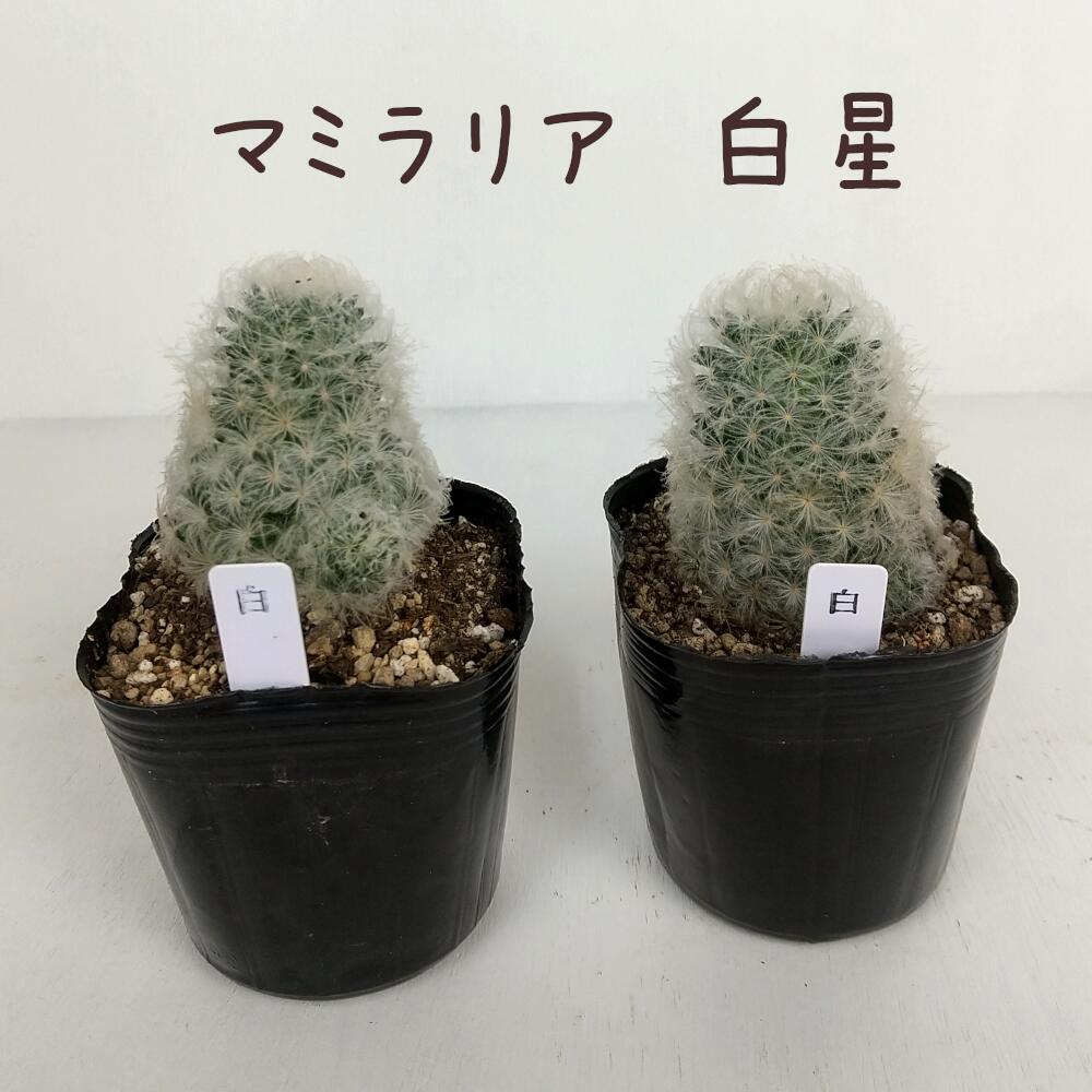 マミラリア・白星 3号【観葉植物 サボテン 多肉植物 インテリア グリーン 卓上 デスク テーブル おしゃれ かわいい 新生活 ギフト プレゼント 仙人掌 3寸 棚置き ミニ 白 ホワイト ふわふわ もふもふ うさぎのほっぺ フェザーカクタス】