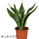 サンスベリア 4号【観葉植物 4寸 おしゃれ 新生活 インテリア グリーン 新築祝い 開業祝い ギフト プレゼント サンセベリア 多肉植物 卒業祝い かわいい ...