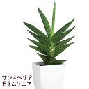 サンスベリア・モトムケニア 4号【観葉植物 おしゃれ インテリア グリーン ギフト プレゼント サンセベリア 多肉植物 かわいい 棚置き デスク テーブル 小型...