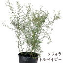 ソフォラ・リトルベイビー 7号ポット【観葉植物 インテリア グリーン 7寸 おしゃれ プレゼント ギフト かわいい 引越し祝い 小さい葉 玄関 ベランダ ガーデ...
