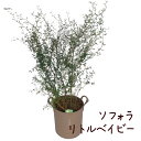 ソフォラ・リトルベイビー 8号 取っ手付きプラ鉢【観葉植物 インテリア グリーン 7寸 おしゃれ プレゼント ギフト かわいい 引越し祝い 小さい葉 玄関 ベラ...