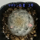 マミラリア・白星 3号【観葉植物 サボテン 多肉植物 インテリア グリーン 卓上 デスク テーブル おしゃれ かわいい 新生活 ギフト プレゼント 仙人掌 3寸...