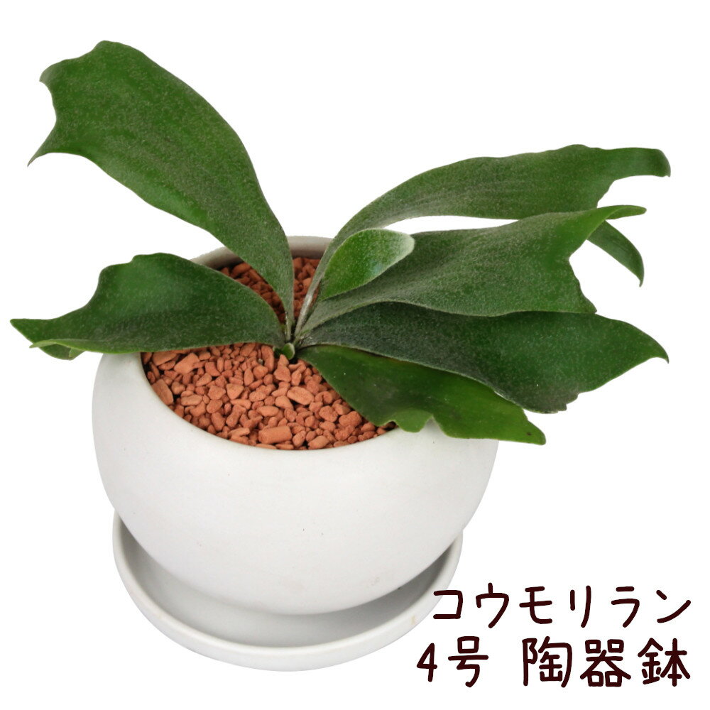 シダ コウモリラン 4号 白陶器鉢【ビカクシダ 観葉植物 おしゃれ 小さい インテリア 4寸 室内 小さい プレゼント ギフト シダ シダ植物 贈り物 新生活 父の日 母の日 卓上 育てやすい デスク 棚置き ミニ】送料無料（北海道・沖縄・離島除く）