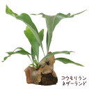 シダ コウモリラン・ネザーランド 水苔着生 板なし【ビカクシダ 観葉植物 シダ植物 インテリア 室内 おしゃれ かわいい 卓上 通販 グリーン シダ ハンギング 吊り 吊り下げ 壁掛け 着生 素材 水苔 吊るす】送料無料（北海道・沖縄・離島除く）