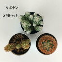 【限定10セット】マミラリア・黄金司/銀手毬/カルメナエの3種【観葉植物 サボテン 多肉植物 インテリア グリーン 卓上 デスク テーブル おしゃれ かわいい ...