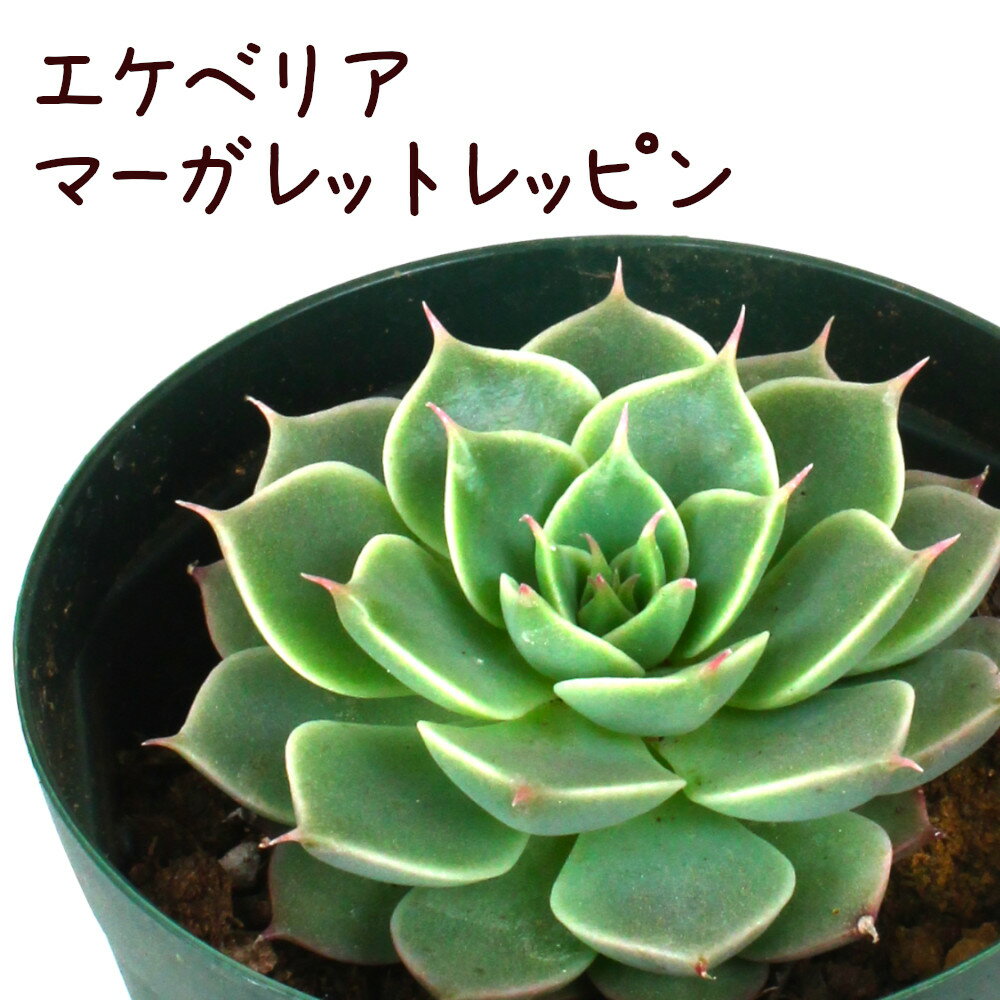 エケベリア・マーガレットレッピン 2.5号【観葉植物 かわいい 卓上 デスク おしゃれ インテリア グリーン ギフト プレゼント 小さい ミニ 苗 棚置き 多肉植物 鉢植え 初心者 育てやすい】のサムネイル