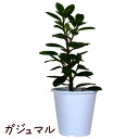 ［訳あり：樹形乱れ］センカクガジュマル 3.5号 プラ鉢【観葉植物 おしゃれ インテリア グリーン 3.5寸 室内 プレゼント ギフト ガジュマルの木 贈り物 新生活 父の日 母の日 初心者 育てやすい 小さい ミニ 卓上 棚上 ベランダ ガーデング 定番】