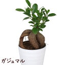 ガジュマル 4号 ロングプラ鉢【観葉植物 おしゃれ インテリア グリーン 4寸 室内 プレゼント ギフト ガジュマルの木 贈り物 新生活 父の日 母の日 初心者...
