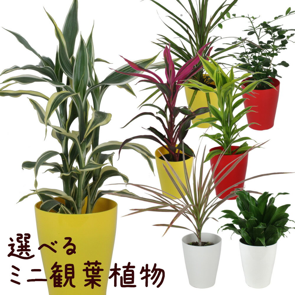 シェフレラ 観葉植物 13品種から選べるミニ観葉植物 3個セット 3.5号【卓上 おしゃれ かわいい 棚置き ドラセナ・サンデリアーナ ドラセナ・コンパクタ ゲッキツ シルクジャスミン ホンコンカポック シェフレラ コルジリネ・レッドエッジ ヘデラ アイビー】送料無料（北海道・沖縄・離島除く）