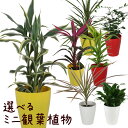 ドラセナ 13品種から選べるミニ観葉植物 3個セット 3.5号【卓上 おしゃれ かわいい 棚置き ドラセナ・サンデリアーナ ドラセナ・コンパクタ ゲッキツ シルクジャスミン ホンコンカポック シェフレラ コルジリネ・レッドエッジ ヘデラ アイビー】送料無料（北海道・沖縄・離島除く）