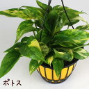 ポトス 5号 吊り鉢【観葉植物 5寸 インテリア グリーン おしゃれ 新生活 ギフト プレゼント ツル植物 ツル性植物 室内 ハンギング 吊り下げ 鉢植え 吊る...