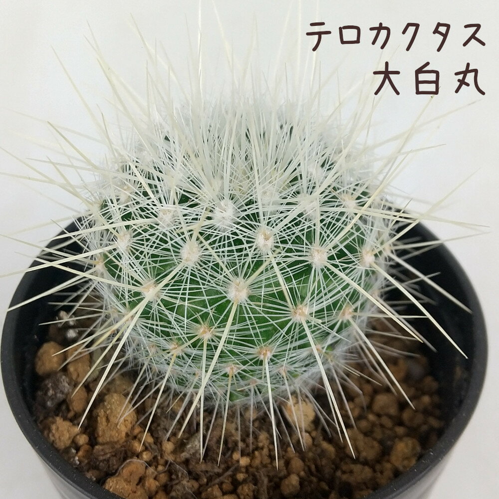 テロカクタス・大白丸【観葉植物 サボテン 多肉植物 インテリア グリーン 卓上 デスク テーブル おしゃれ かわいい 新生活 ギフト 誕生日 ベランダ ガーデニング プレゼント 仙人掌 棚置き ミニサイズ】