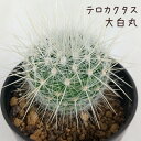 テロカクタス・大白丸【観葉植物 サボテン 多肉植物 インテリア グリーン 卓上 デスク テーブル おしゃれ かわいい 新生活 ギフト 誕生日 ベランダ ガーデニ...