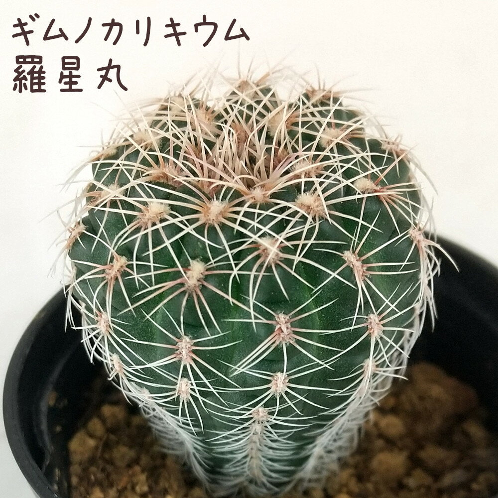 ギムノカリキウム・羅星丸【観葉植物 サボテン 多肉植物 インテリア グリーン 卓上 デスク テーブル おしゃれ かわいい 新生活 ギフト 誕生日 ベランダ ガーデニング プレゼント 仙人掌 棚置き ミニサイズ】