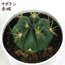 サボテン・赤城【観葉植物 サボテン 多肉植物 インテリア グリーン 卓上 デスク テーブル おしゃれ かわいい 新生活 ギフト 誕生日 ベランダ ガーデニング ...