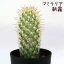 マミラリア・朝霧【観葉植物 サボテン 多肉植物 インテリア グリーン 卓上 デスク テーブル おしゃれ かわいい 新生活 ギフト 誕生日 ベランダ ガーデニング...