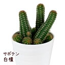 サボテン・白檀【観葉植物 サボテン 多肉植物 インテリア グリーン 卓上 デスク テーブル おしゃれ かわいい 新生活 ギフト 誕生日 ベランダ ガーデニング ...