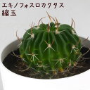 エキノフォスロカクタス・縮玉【観葉植物 サボテン 多肉植物 インテリア グリーン 卓上 デスク テーブル おしゃれ かわいい 新生活 ギフト 誕生日 ベランダ ガーデニング プレゼント 仙人掌 棚置き ミニ】